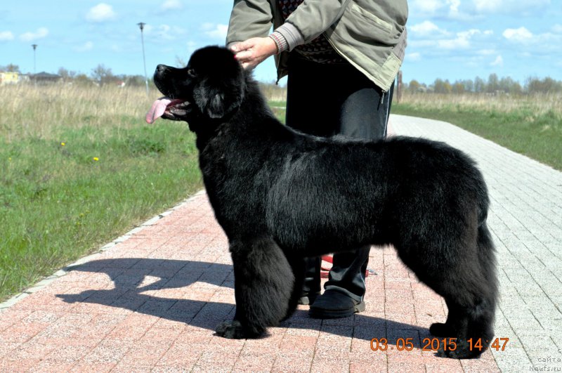Фото: ньюфаундленд Баллада Звездного Дара с Берега Дона (Ballada Zvezdnogo Dara s Berega Dona)