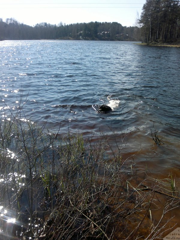 Фото: Амрита от Карельских медведей (дома - Ума) 03 мая 2015 г. В Юкках (под Питером)