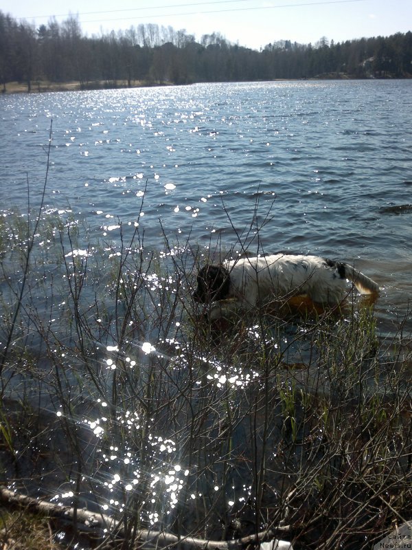 Фото: Амрита от Карельских медведей (дома - Ума) 03 мая 2015 г. В Юкках (под Питером), Ольга Староседых