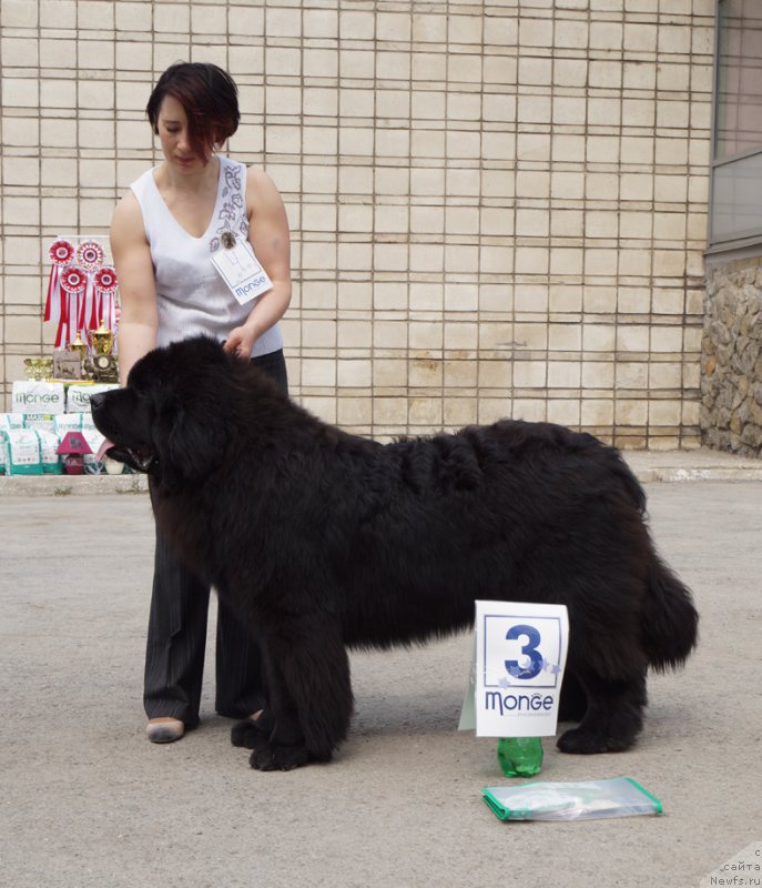 Фото: ньюфаундленд J'aime Leventarrier iz Volotova