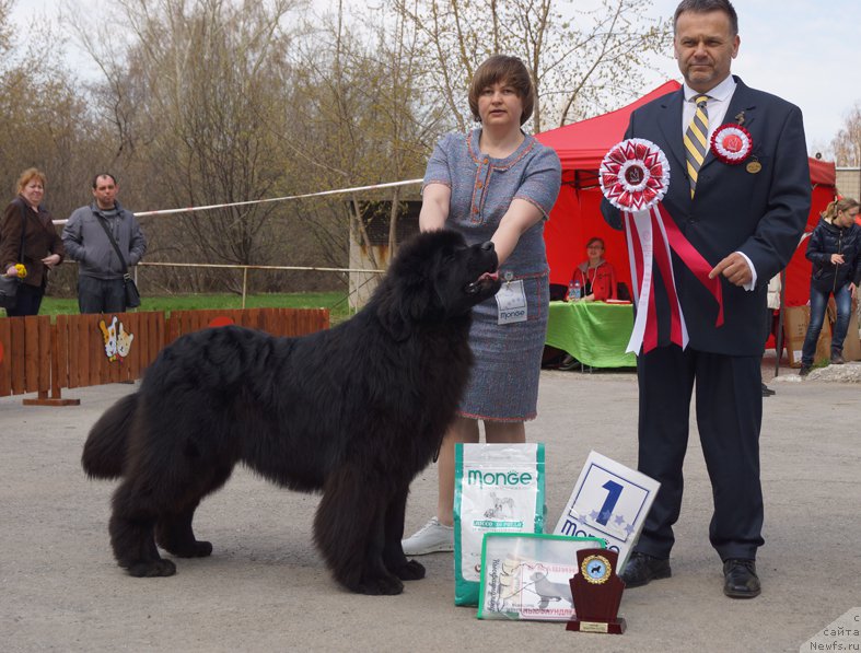 Фото: ньюфаундленд Акватория Келвин Юралз Грэйт (Aquatoriya Kelvin Yurals Great)