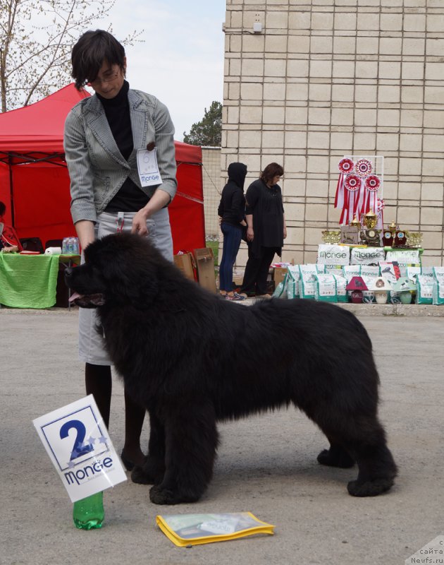 Фото: ньюфаундленд Акватория Келвин Авантюрист (Aquatoriya Kelvin Avanturist)