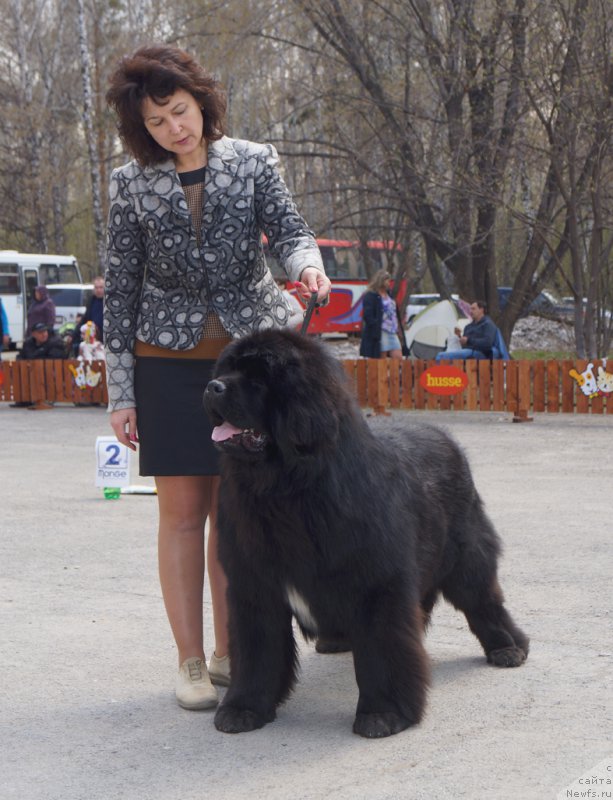 Фото: ньюфаундленд Супер Премиум Рон