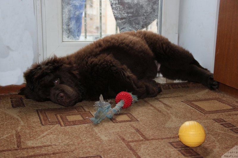 Фото: ньюфаундленд Ньюфорт Ваше Величество Брабус