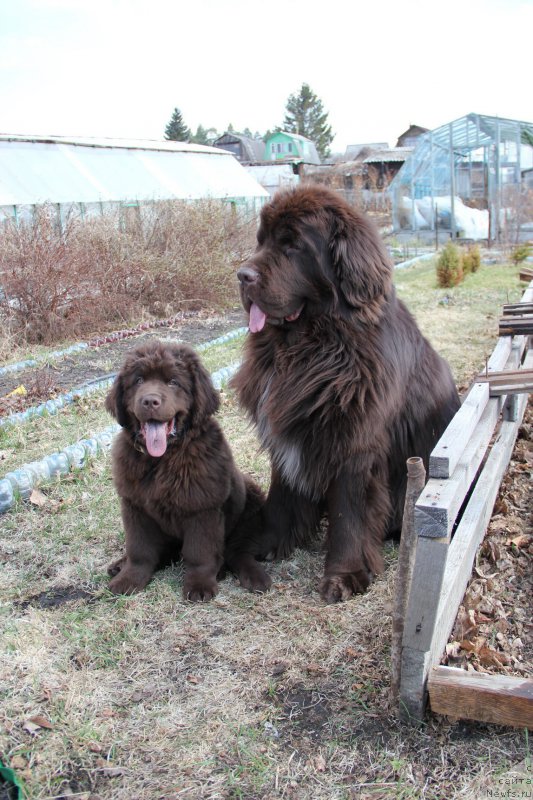 Фото: ньюфаундленд Обуш Шед Янтарный Поцелуй, ньюфаундленд Ньюфорт Ваше Величество Брабус