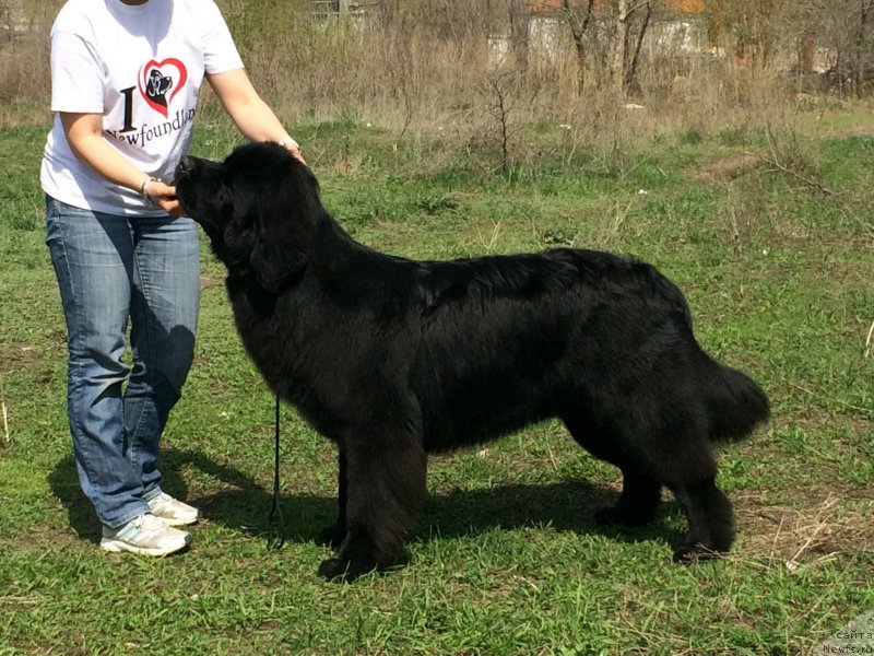 Фото: ньюфаундленд Бегущая по Волнам Чойс оф Фибоначчи (Begushaya po Volnam Choice of Fibonacci)