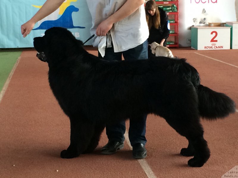 Фото: ньюфаундленд Бегущая по Волнам Чойс оф Фибоначчи (Begushaya po Volnam Choice of Fibonacci)