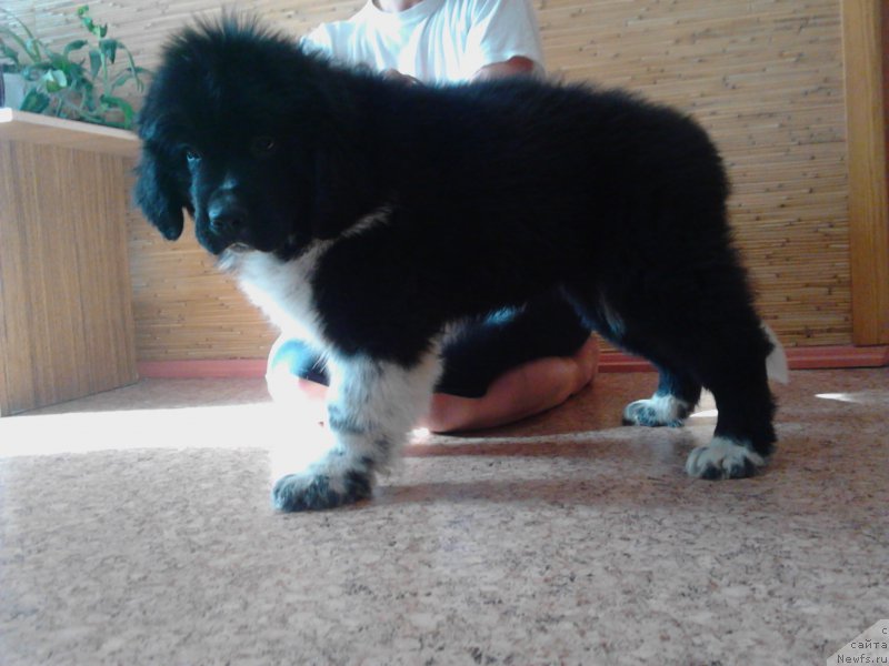 Фото: ньюфаундленд Еверия от Сибирского Медведя