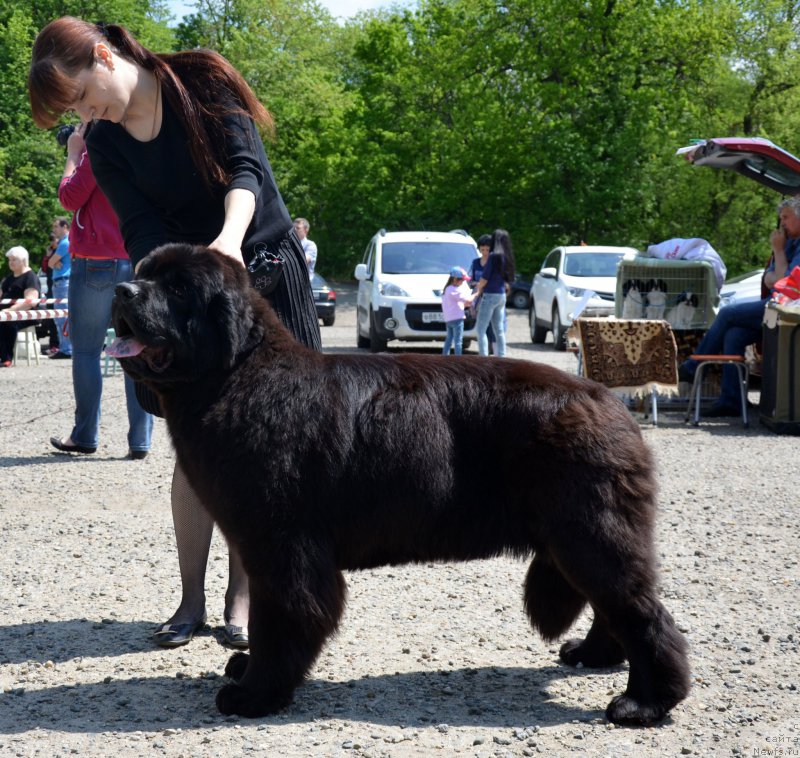 Фото: ньюфаундленд Амбер Чарм Олимпиада