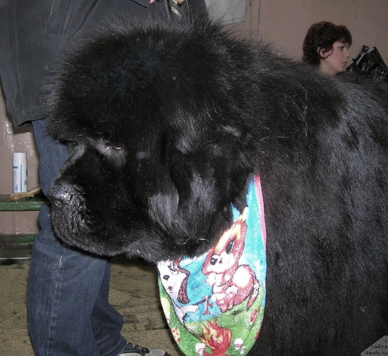 Фото: ньюфаундленд Его Высочество от Сибирского Медведя (Ego Vysochestvo ot Sibirskogo Medvedja)