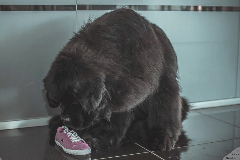 Фото: ньюфаундленд Черная Мафия Муст Хаве (Chernaya Mafia Must Have)