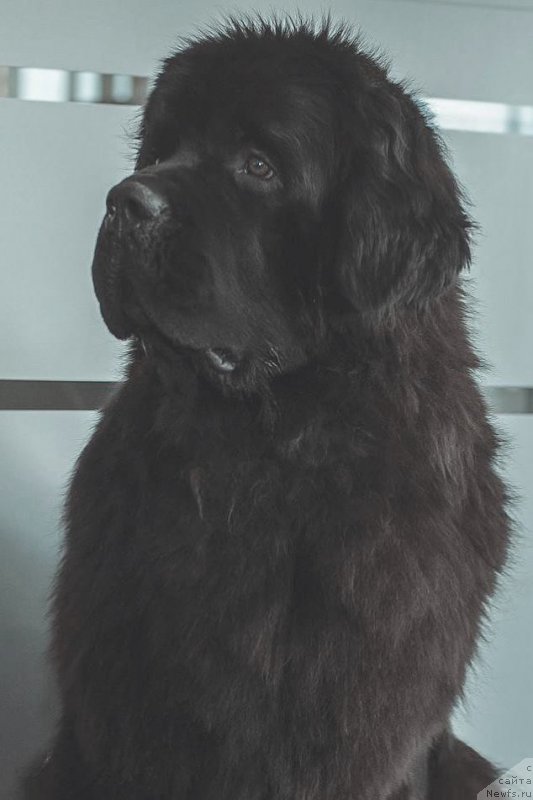 Фото: ньюфаундленд Черная Мафия Муст Хаве (Chernaya Mafia Must Have)