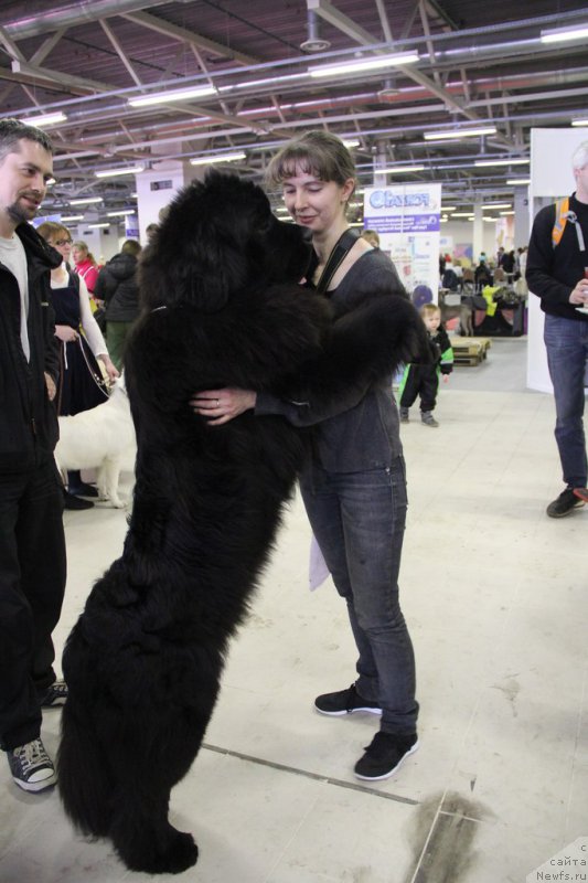 Фото: ньюфаундленд Черная Мафия Муст Хаве (Chernaya Mafia Must Have), Юлия Наумова