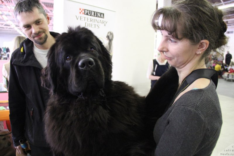 Фото: ньюфаундленд Черная Мафия Муст Хаве (Chernaya Mafia Must Have)