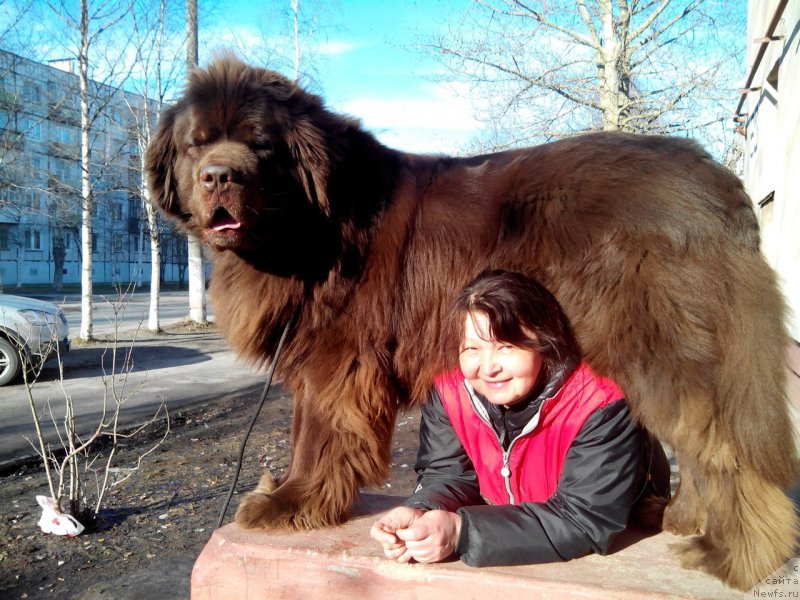 Фото: ньюфаундленд Хорунжий с Берега Дона (Horunzhy s Berega Dona)