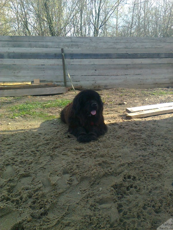 Фото: ньюфаундленд Это Счастье с Берега Дона (Eto Schast'e s Berega Dona)