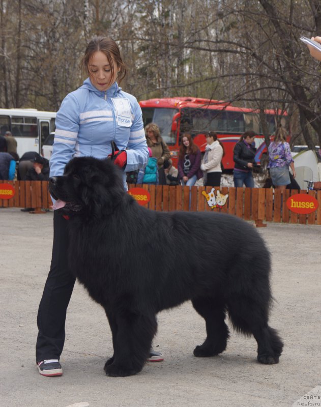 Фото: ньюфаундленд Великий Медведь Марсель