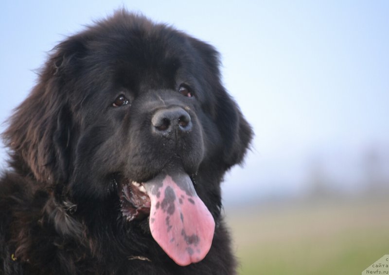 Фото: ньюфаундленд Многоликая Богиня Манифик (Mnogolikaya Boginya Manifik)