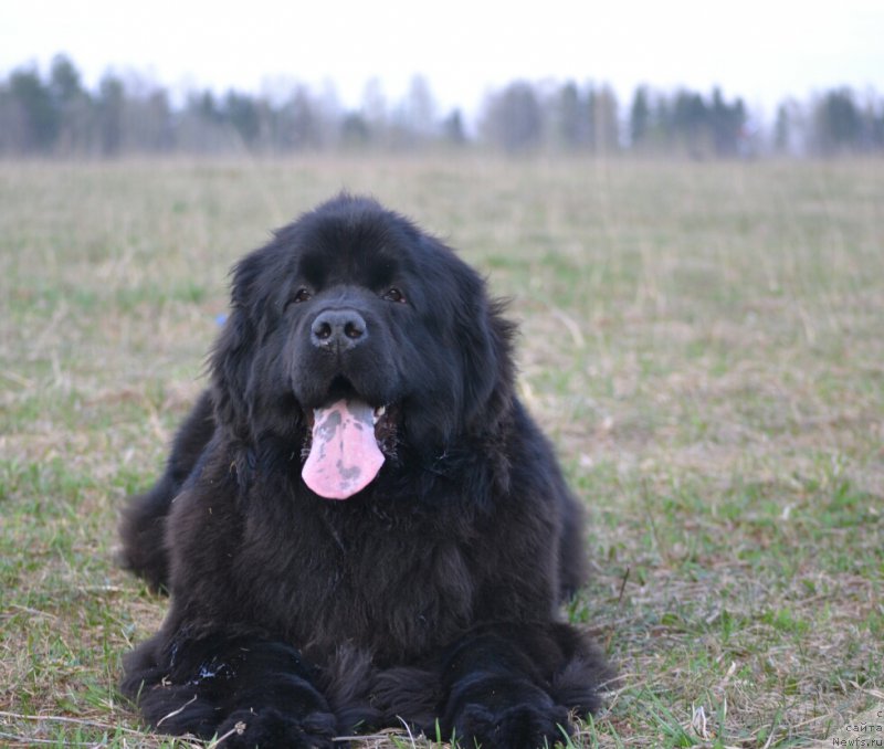 Фото: ньюфаундленд Многоликая Богиня Манифик (Mnogolikaya Boginya Manifik)