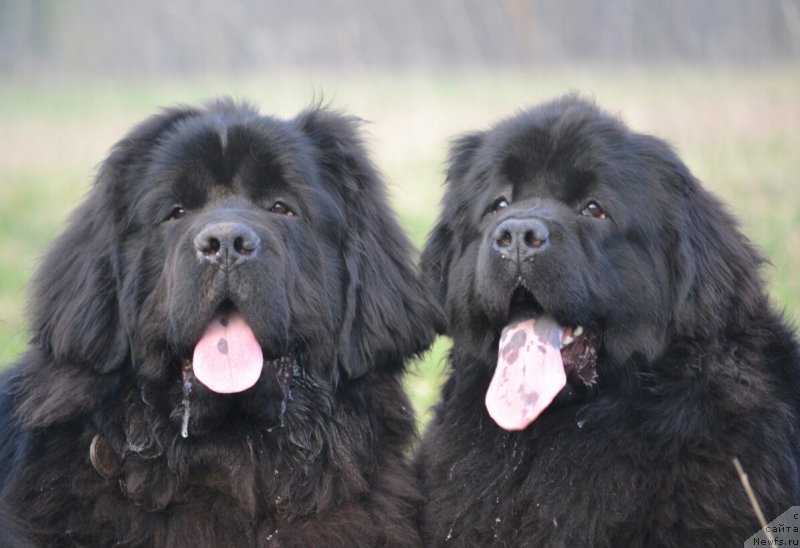 Фото: ньюфаундленд Многоликая Богиня Манифик (Mnogolikaya Boginya Manifik), ньюфаундленд Назар Вятский Медведь (Nazar Vyatskiy Medved)