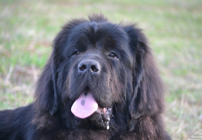 Фото: ньюфаундленд Назар Вятский Медведь (Nazar Vyatskiy Medved)