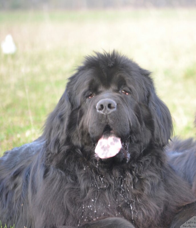 Фото: ньюфаундленд Симбад Покоритель Морей