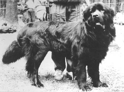 Фото: ньюфаундленд Нафаня Дар Дэн