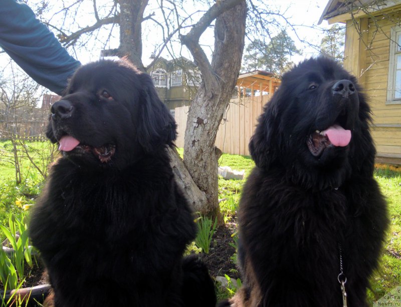 Фото: ньюфаундленд Потрясающая Климентина, ньюфаундленд Альфа Дар Окса Арсёмий (Alfa Dar Oksa Arsemiy)