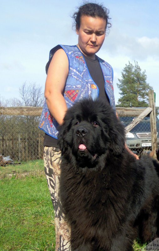 Фото: ньюфаундленд Альфа Дар Окса Арсёмий (Alfa Dar Oksa Arsemiy)