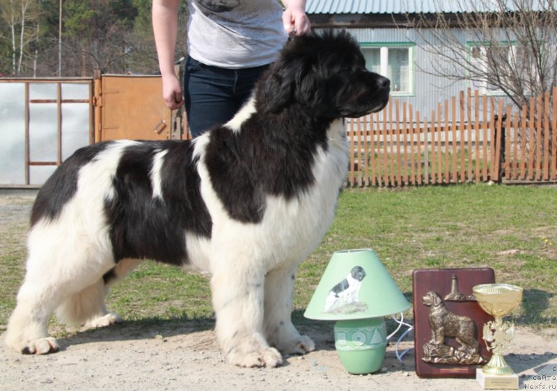 Фото: ньюфаундленд Аквиан Сонг Кисс Фром Роуз (Akvian Song Kiss from Rouz)