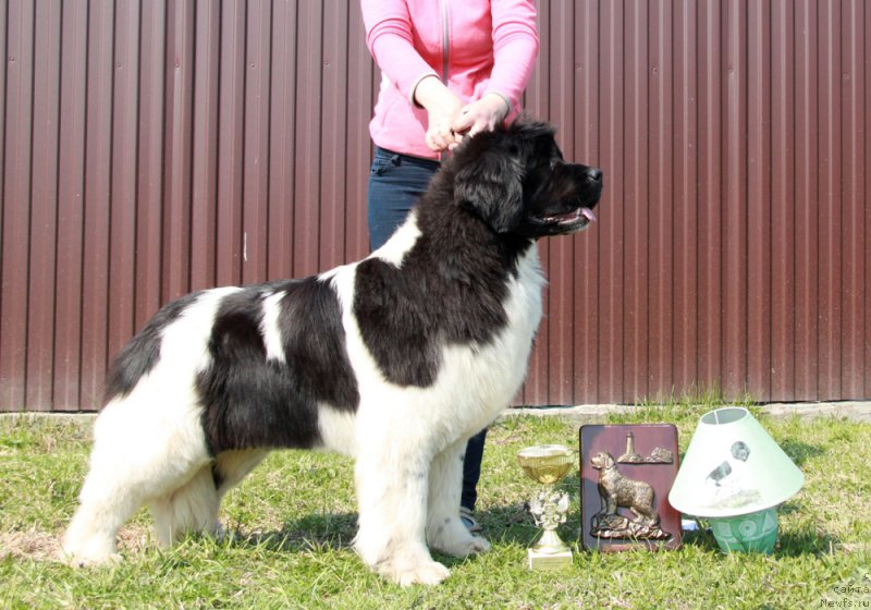 Фото: ньюфаундленд Аквиан Сонг Кисс Фром Роуз (Akvian Song Kiss from Rouz)