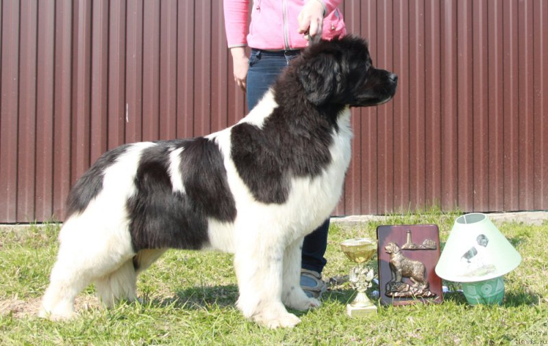 Фото: ньюфаундленд Аквиан Сонг Кисс Фром Роуз (Akvian Song Kiss from Rouz)