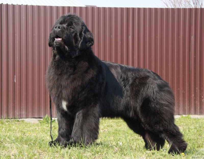 Фото: ньюфаундленд Аквиан Сонг Лаватера (Akvian Song Lavatera)