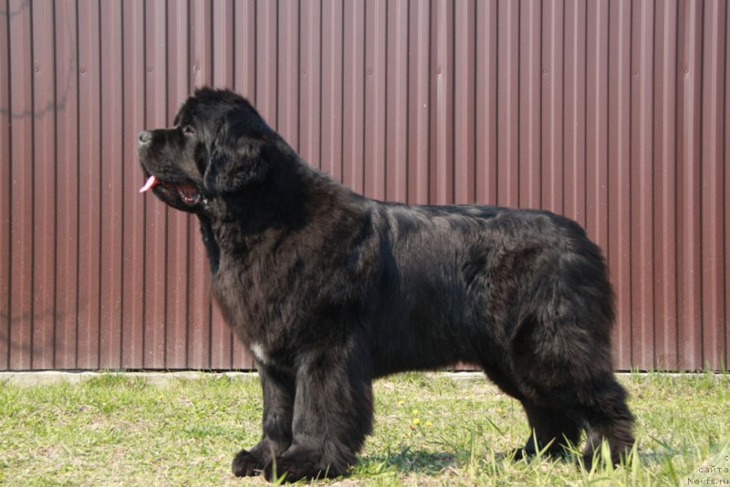 Фото: ньюфаундленд Аквиан Сонг Лаватера (Akvian Song Lavatera)