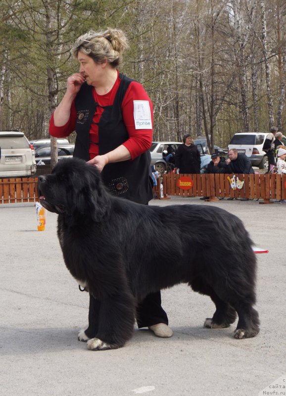 Фото: ньюфаундленд Promise To Love Midnight Bear