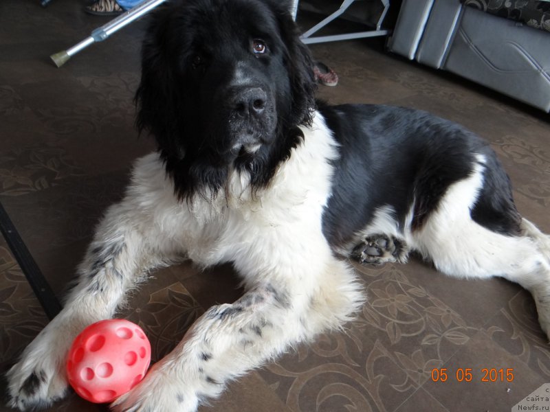 Фото: ньюфаундленд Беатрис Бьютифул от Сибирского Медведя