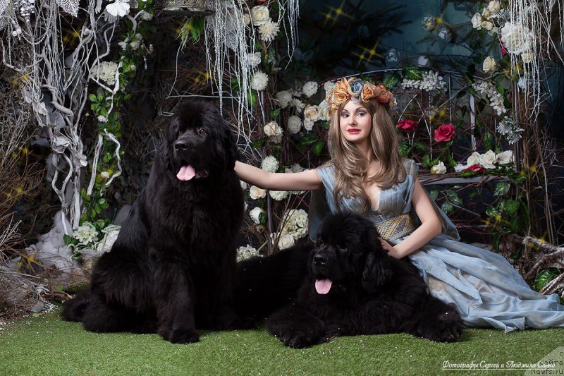 Фото: ньюфаундленд Бегущая по Волнам Ринг оф Фире (Beguschaya po Volnam Ring of Fire), ньюфаундленд Питерньюф Чабот Армагнак