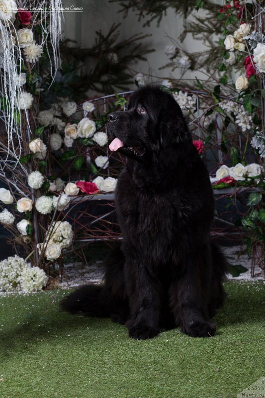 Фото: ньюфаундленд Бегущая по Волнам Ринг оф Фире (Beguschaya po Volnam Ring of Fire)