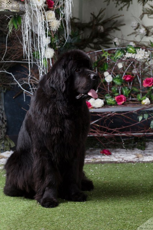 Фото: ньюфаундленд Бегущая по Волнам Ринг оф Фире (Beguschaya po Volnam Ring of Fire)