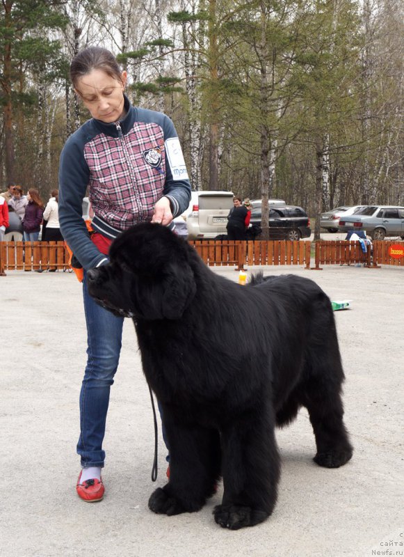 Фото: ньюфаундленд Моон Броок Аристократ (Moon Brook Aristocrat)