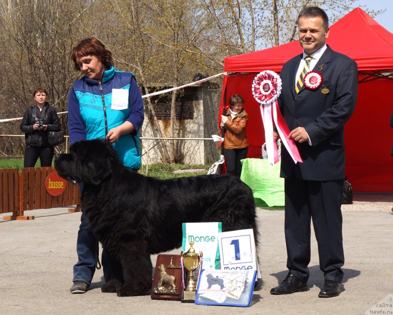 Фото: ньюфаундленд Шон О'Коннори Агент 007 (Shon O'Konnori Agent 007)