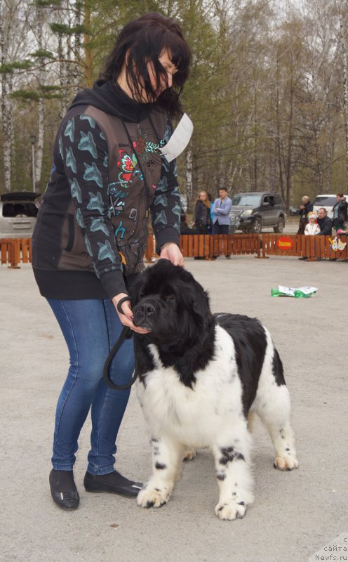 Фото: ньюфаундленд Фиаметтахауз Мартини Бьянка (Fiamettahauz Martini Bianka)