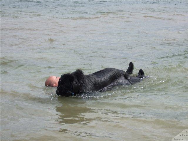 Фото: ньюфаундленд Braddy de la  Baie Bonavista