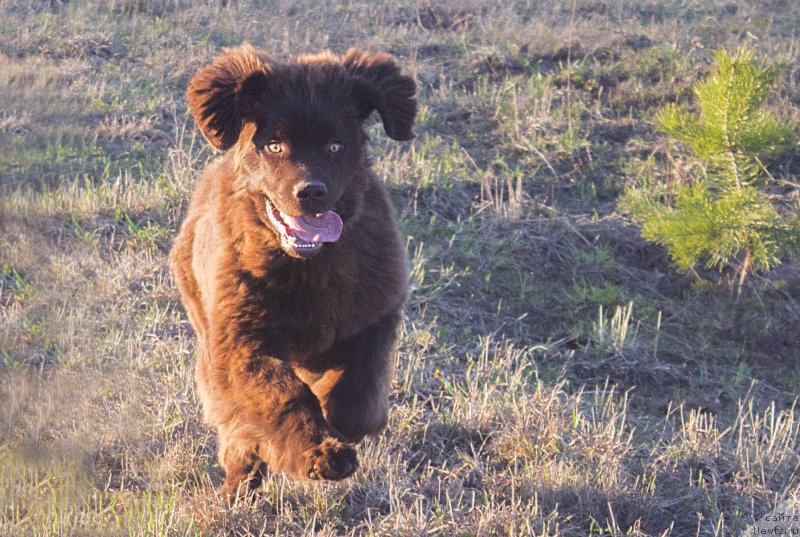 Фото: ньюфаундленд Наоми Таголири фор Браунблад (Naomi Tagoliri for Brouwnblood)