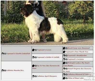 Фото: Callistos Blitzen