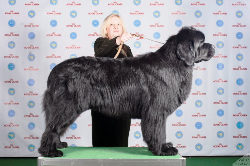 Фото: ньюфаундленд Velyke Malyatko Gimli