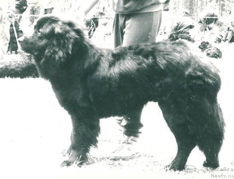 Фото: ньюфаундленд Ивон де Хим Парис