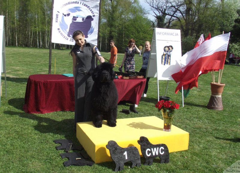 Фото: ньюфаундленд Rain Coast Icebreaker Volotovo, [p1388] эксперт Birgitte Gothen (Дания)