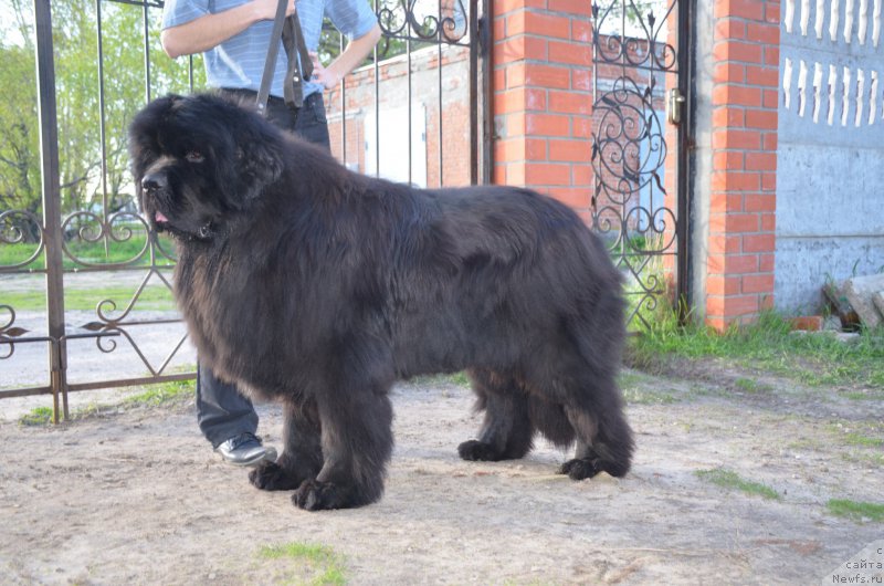 Фото: ньюфаундленд Анджело Орсо Амарилли Миа Белла (Angelo Orso Amarilli Mia Bella)