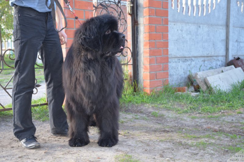 Фото: ньюфаундленд Анджело Орсо Амарилли Миа Белла (Angelo Orso Amarilli Mia Bella)